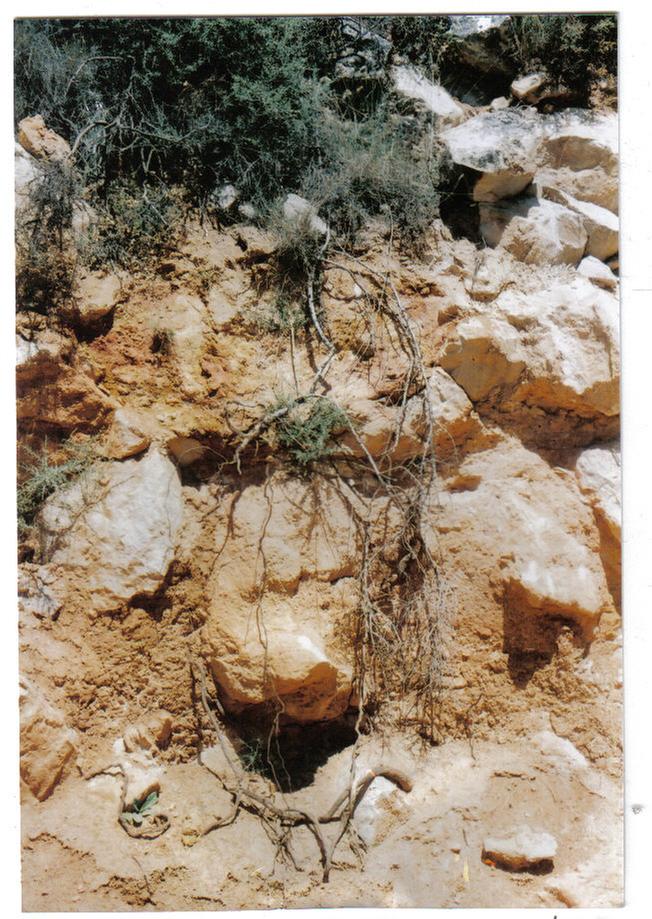 [Thumbnail for gorse roots.jpg]